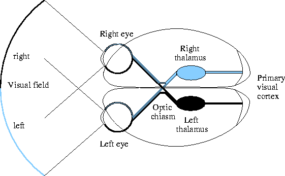 \begin{figure}
\centering
 \hputpictype{\pscolororbw} visual-system-anatomy (0.8\textwidth)
 \end{figure}